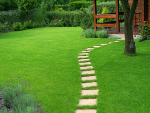 Shady Green Lawn Seed