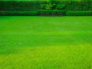 Shady Green Lawn Seed